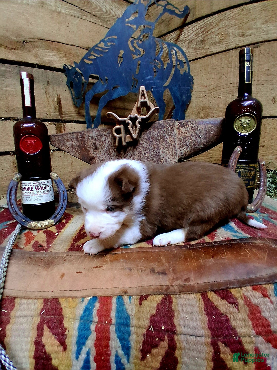 Border Collie dogs for sale: Border Collie Puppy 3 - Ad 3