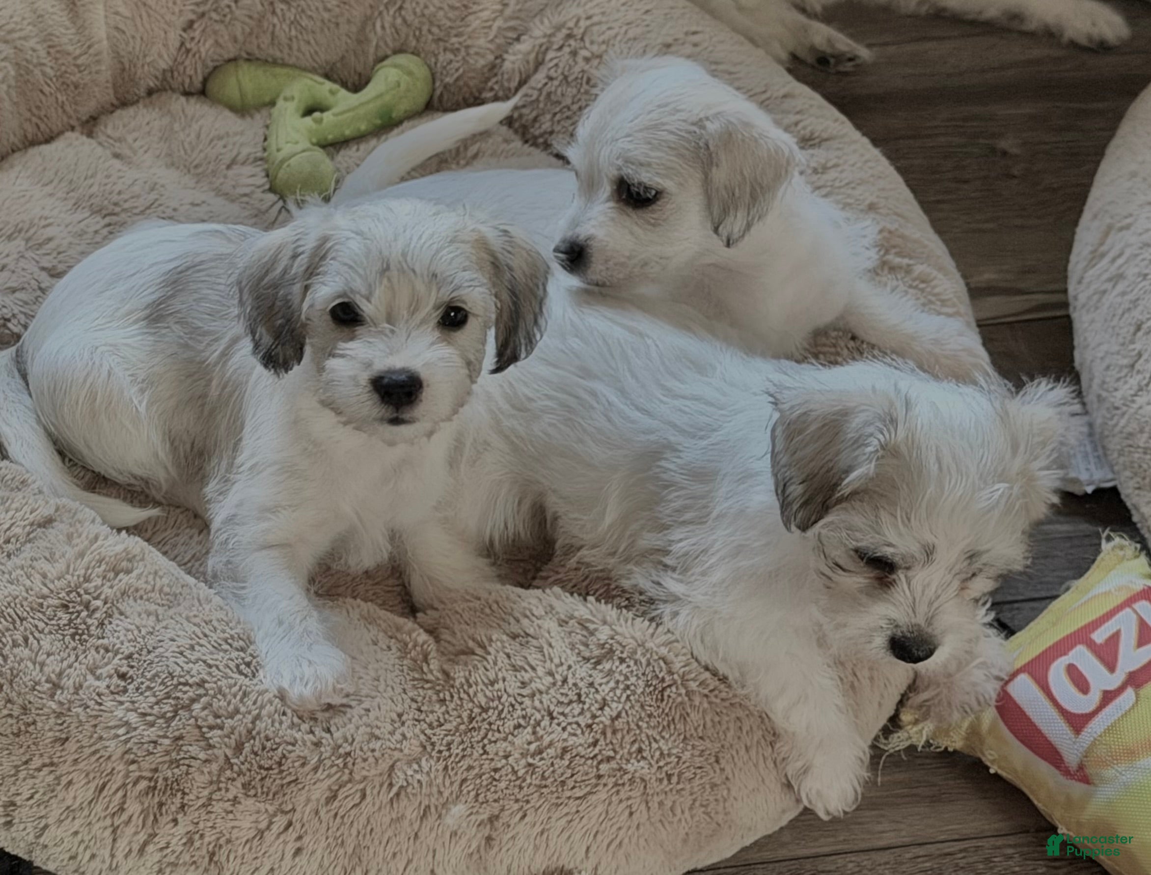 Maltese