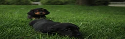 Dachshund dogs for sale: ISAIAH - Ad 5