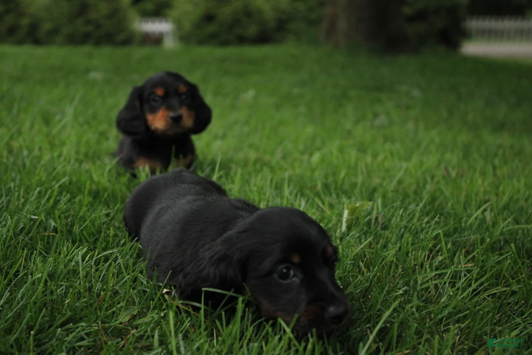 Dachshund dogs for sale: ISAIAH - Ad 5
