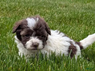Havapoo dogs for sale: Hops - Ad 2