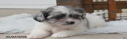 Mixed Breed dogs for sale: Chase - Ad 3