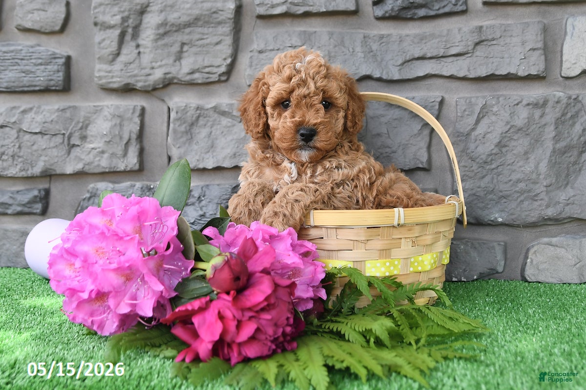 Miniature Poodle dogs Rambo - Ad 2