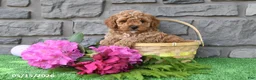 Miniature Poodle dogs for sale: Rambo - Ad 2