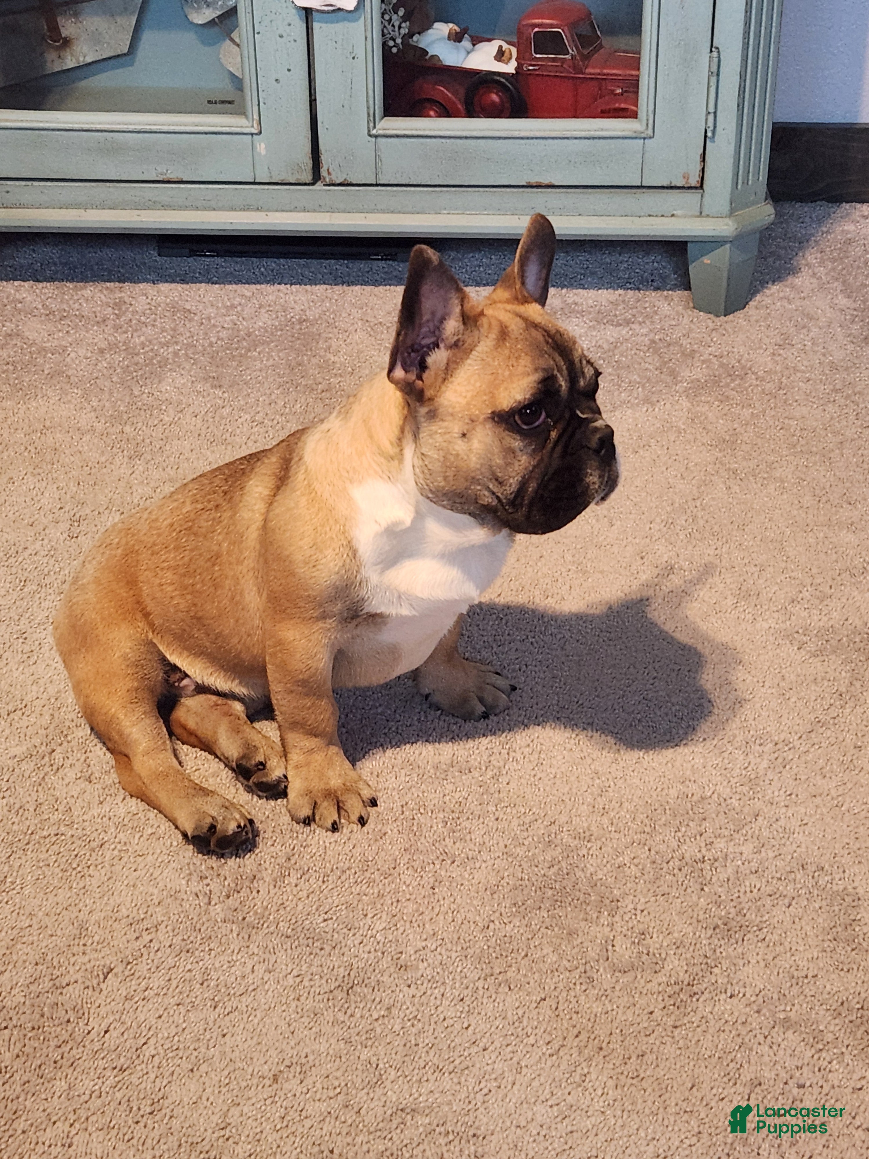 French Bulldog dogs Hank - Ad 13
