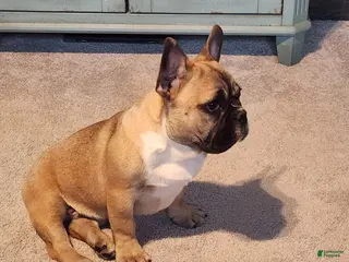 French Bulldog dogs Hank - Ad 13
