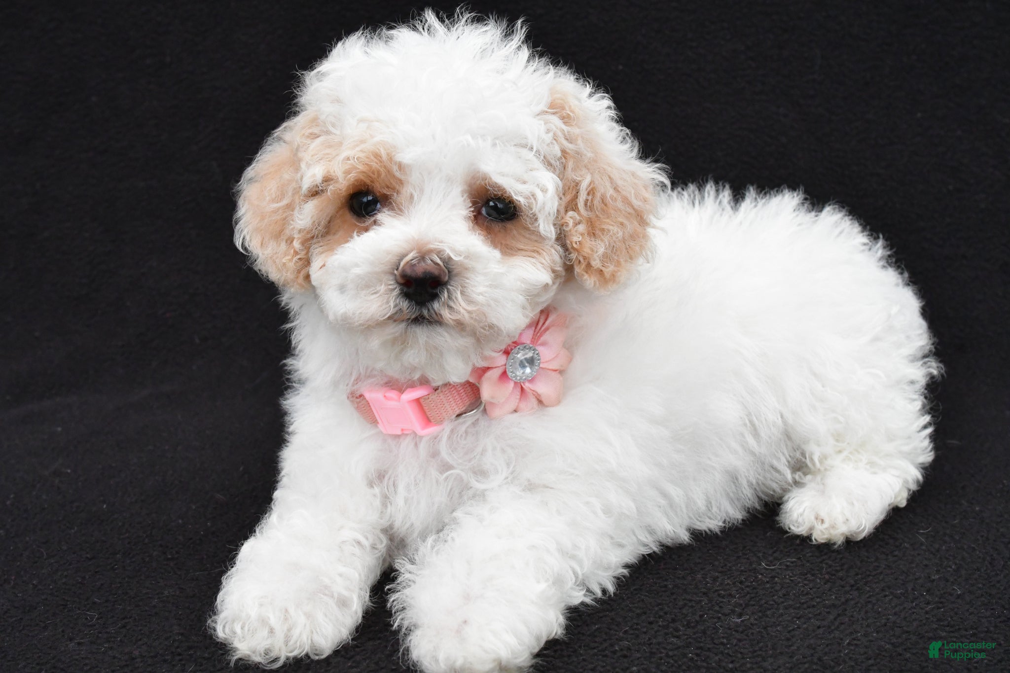 Maltipoo Puppies for sale in Dundee, Ohio | Lancaster Puppies