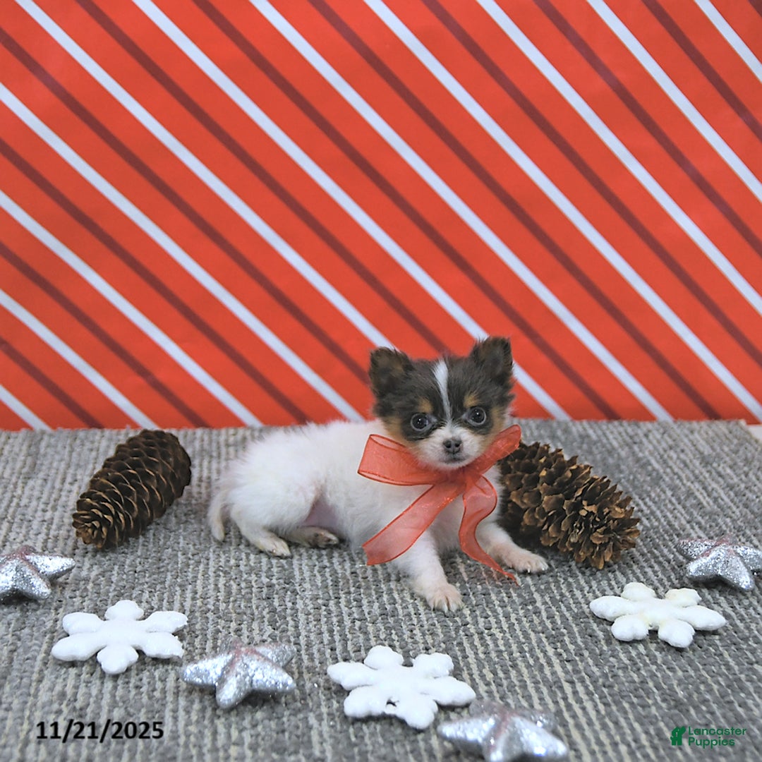 Pomeranian dogs for sale: Lilly - Ad 10