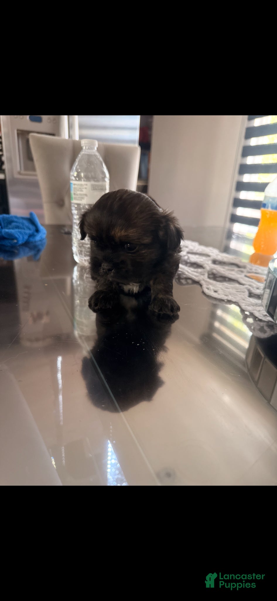 Shorkie dogs for sale: Shorkie Puppy 3 - Ad 4