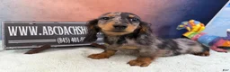 Dachshund dogs for sale: Standard black and tan dapple - Ad 8
