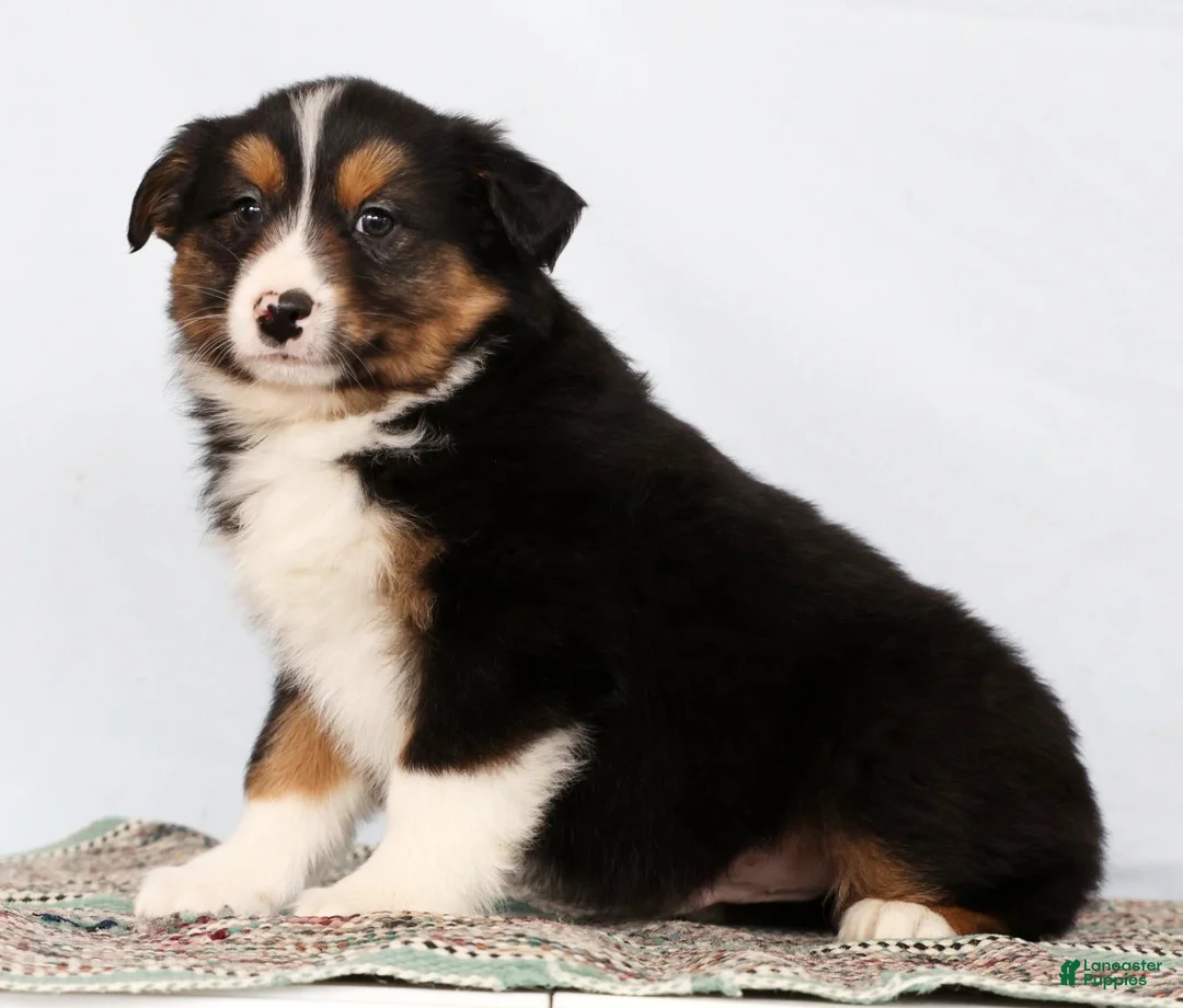 Australian Shepherd dogs for sale: Jared - Ad 1