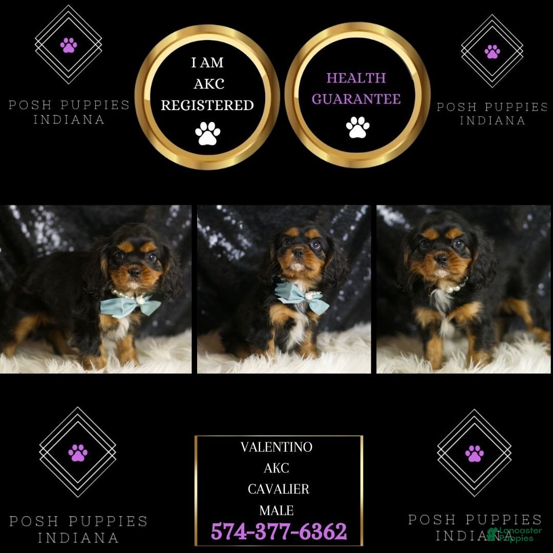 Cavalier King Charles Spaniel dogs for sale: Valentino - Ad 2
