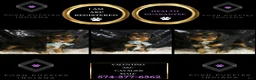 Cavalier King Charles Spaniel dogs for sale: Valentino - Ad 2