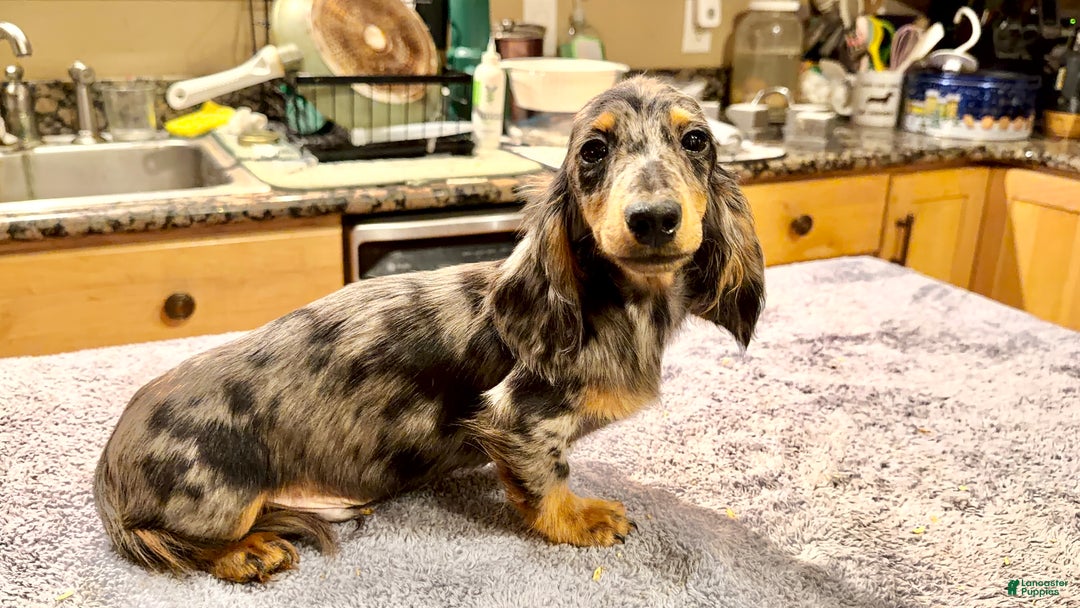 Dachshund dogs for sale: Ch Harriet LH dappleAkc - Ad 6