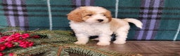 Mini Goldendoodle dogs for sale: Oma - Ad 7