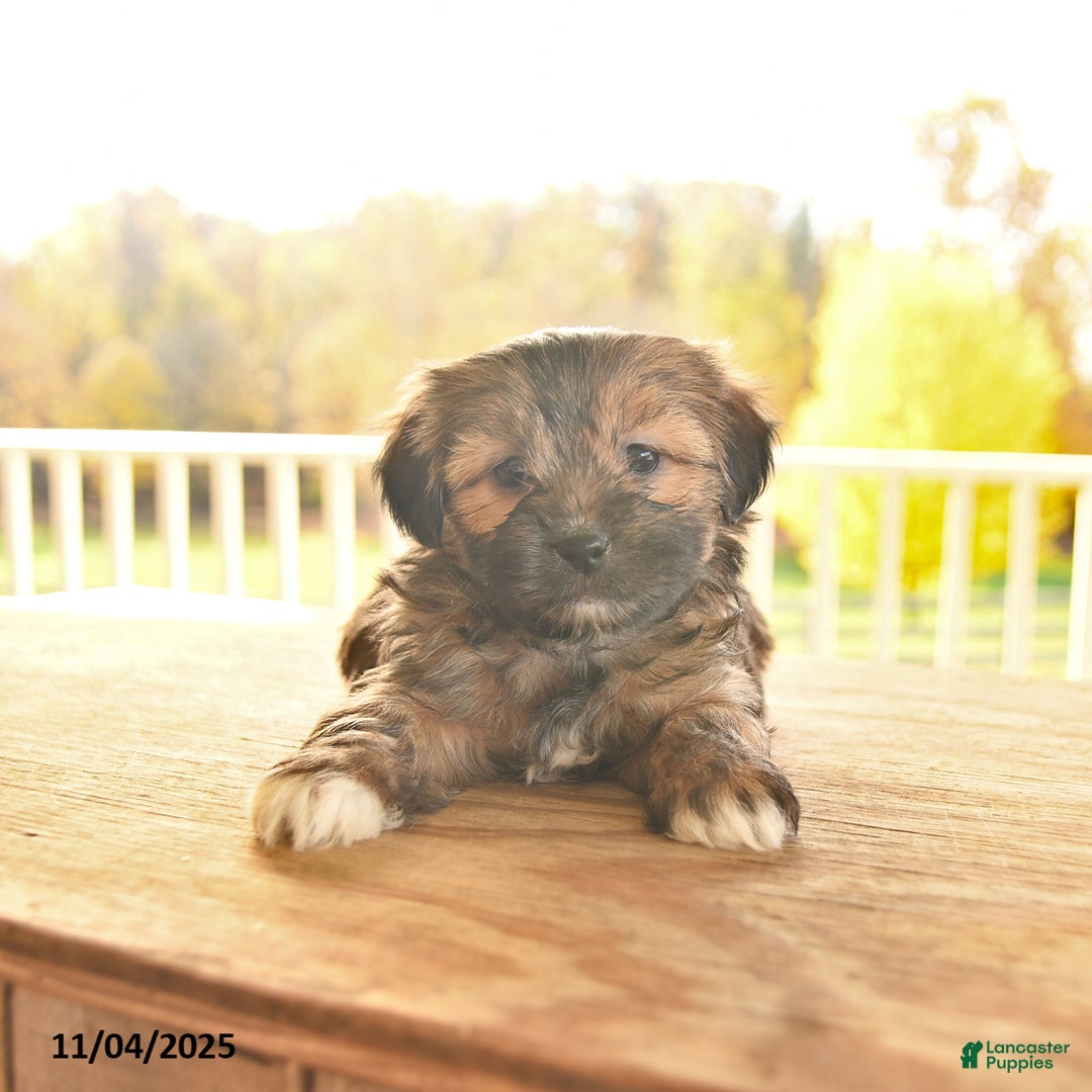 Shorkie dogs for sale: Maple   - Ad 8