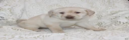 Labrador Retriever dogs for sale: Ruby - Ad 4