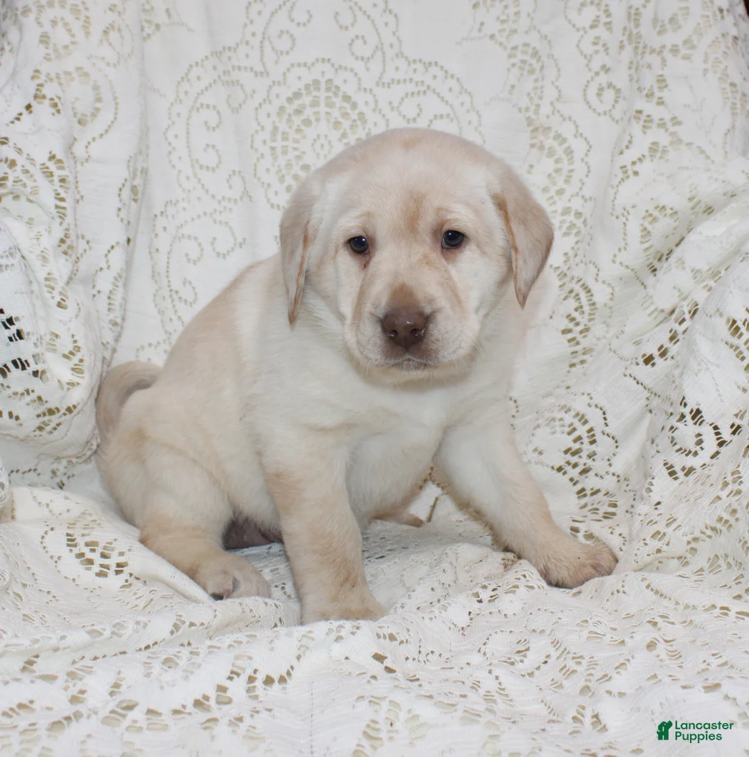 Labrador Retriever dogs for sale: Ruby - Ad 4