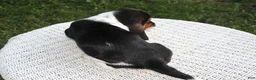Basset Hound dogs for sale: Rocky - Ad 3