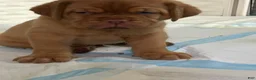 Dogue De Bordeaux dogs for sale: Dogue De Bordeaux 2 - Ad 2