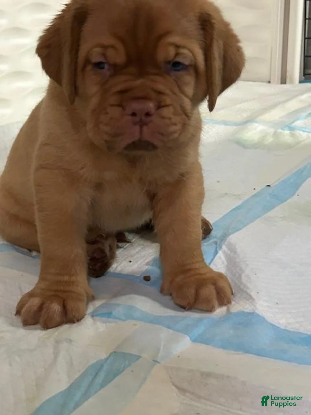 Dogue De Bordeaux dogs for sale: Dogue De Bordeaux 2 - Ad 2