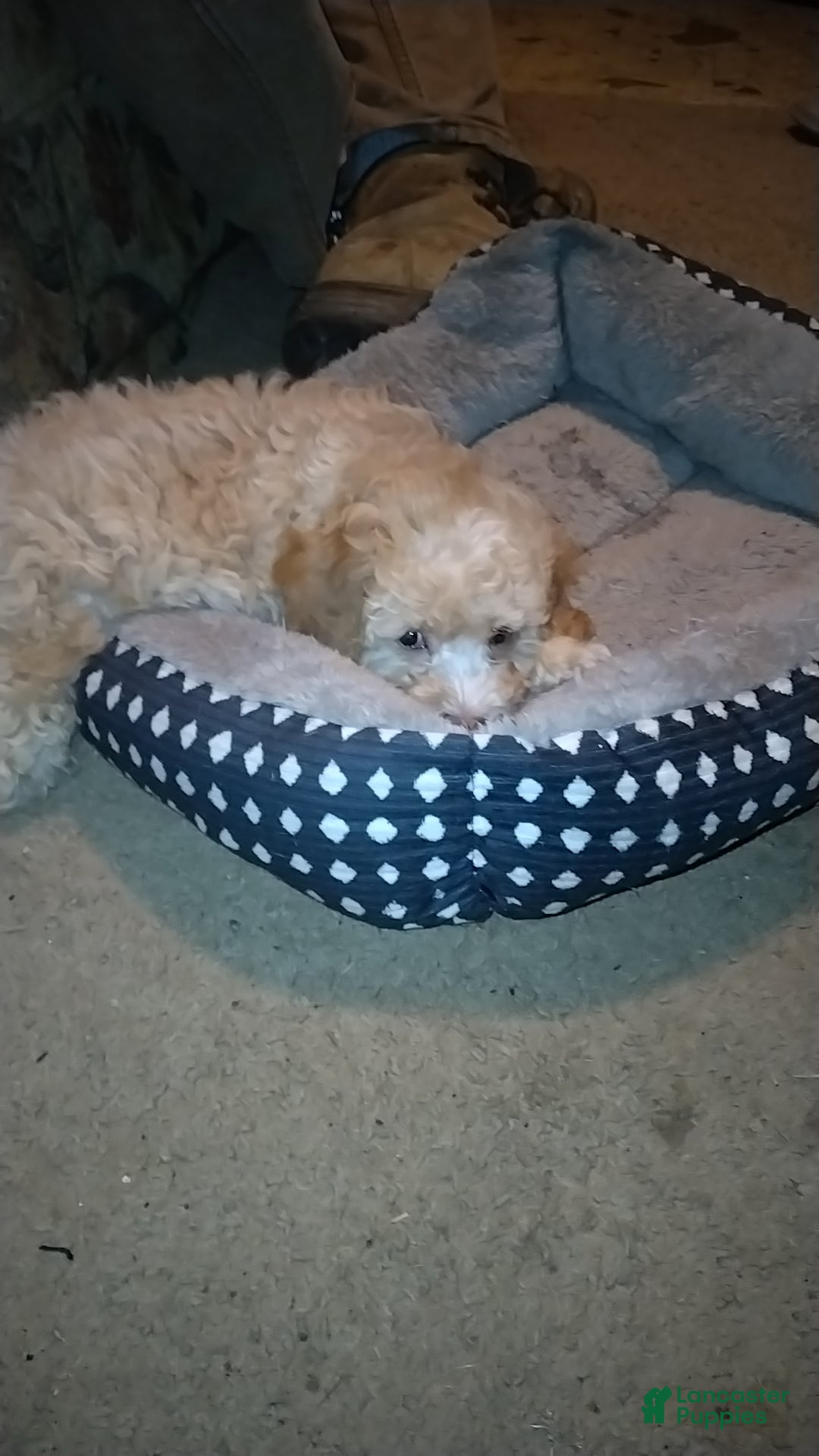 Cavapoochon dogs Teddy - Ad 2