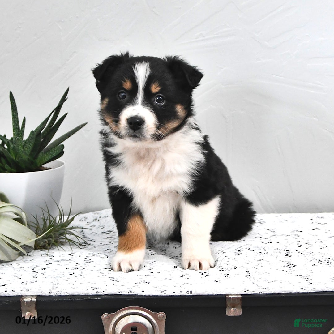 Australian Shepherd dogs for sale: Jolene - Ad 3