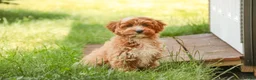 Cavapoo dogs for sale: Herbie - Ad 3