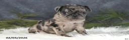 Pug dogs for sale: Danelle - Ad 5