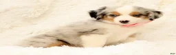 Miniature Australian Shepherd dogs for sale: Missy - Ad 9
