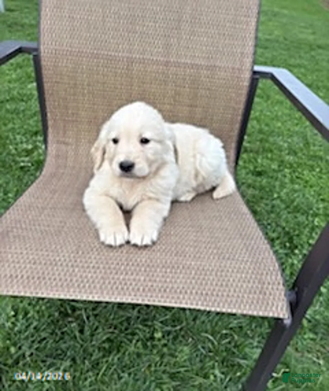 Golden Retriever dogs for sale: Rover - Ad 3