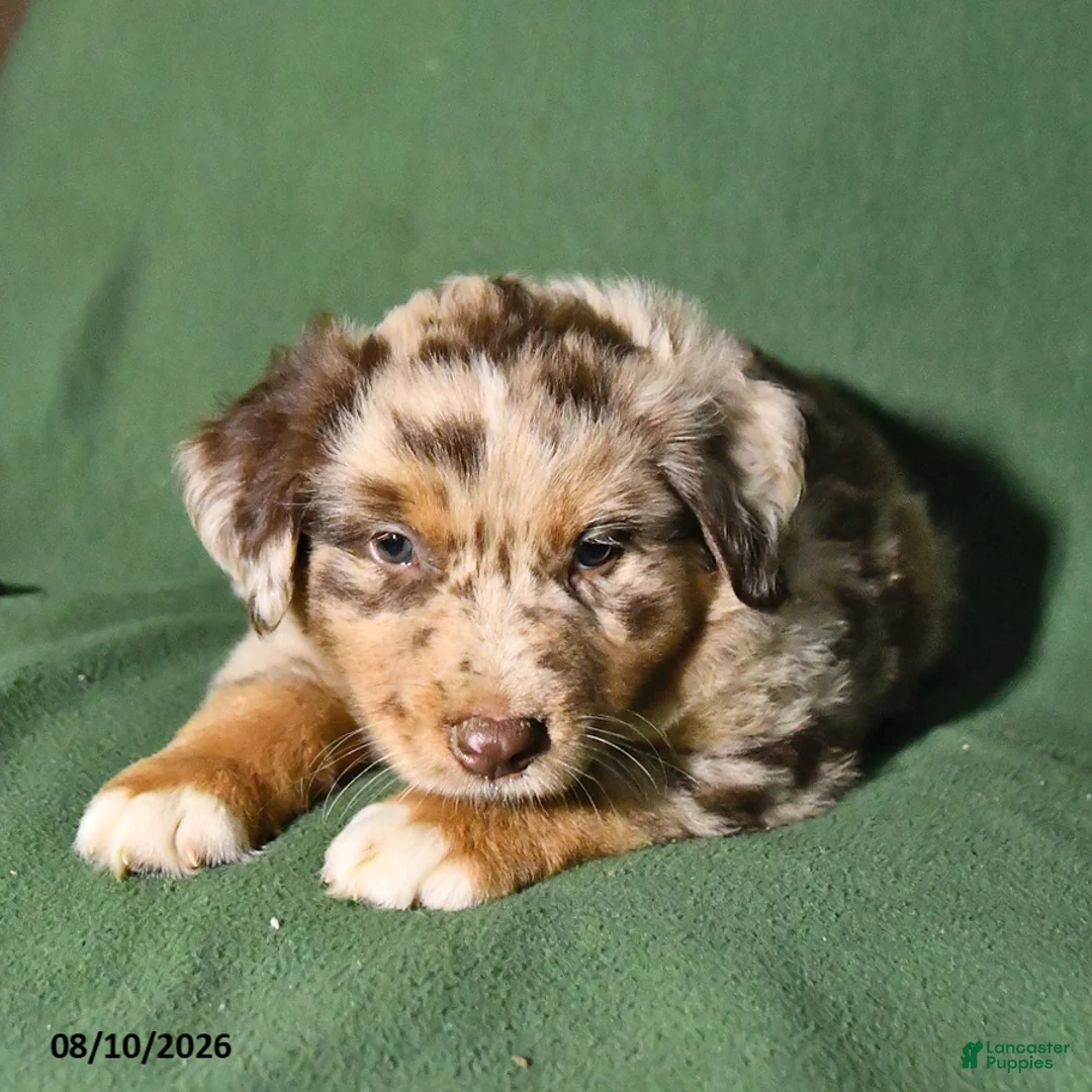 Mixed Breed dogs for sale: Blaze - Ad 1