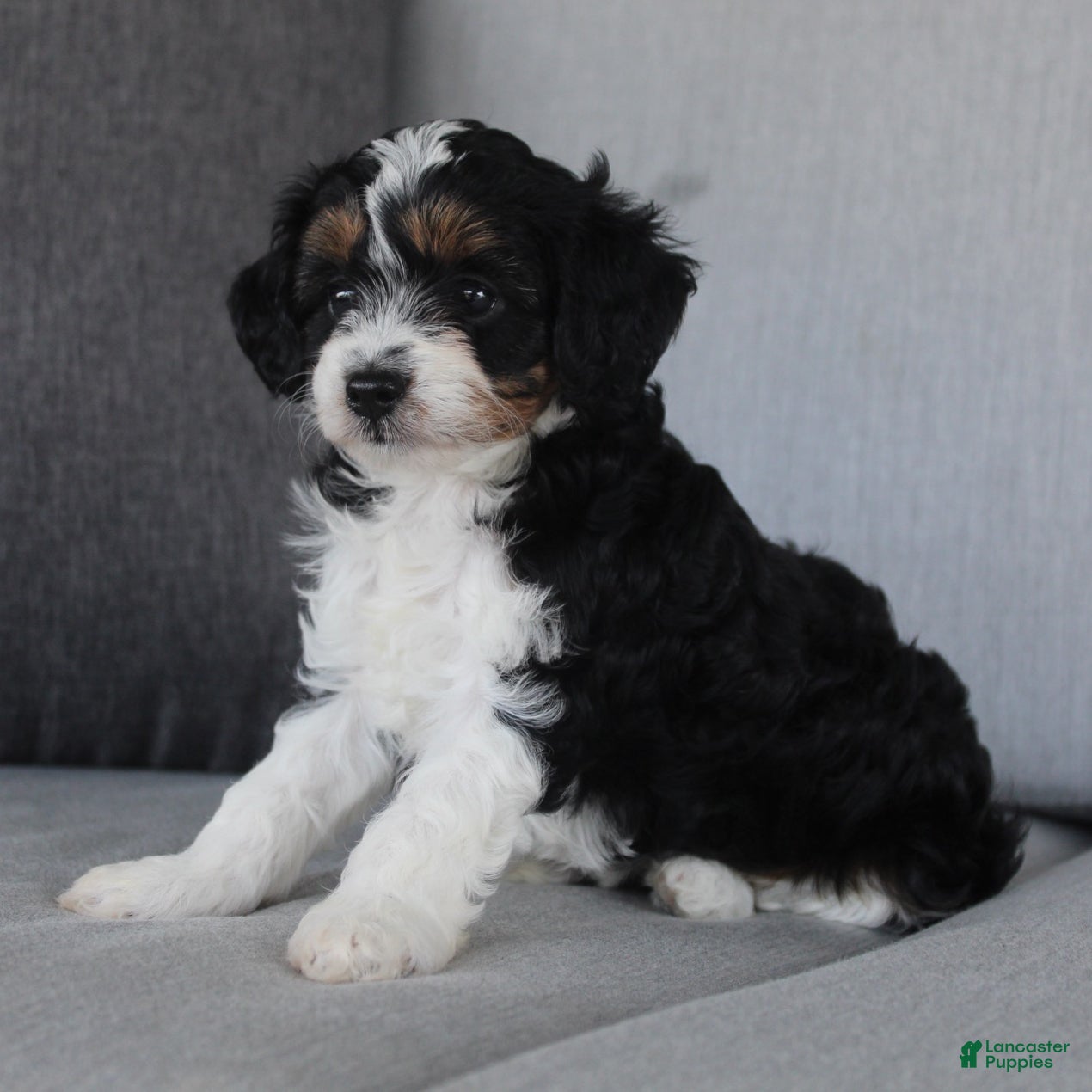 Cavapoo dogs Katrina - Ad 2