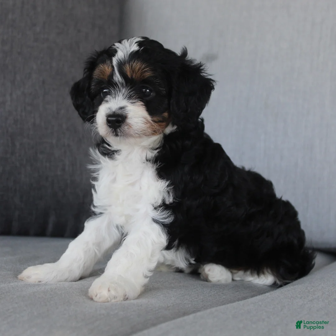 Cavapoo dogs for sale: Katrina - Ad 2