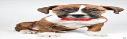 Boxer dogs for sale: Rex Boxer mix - Ad 6