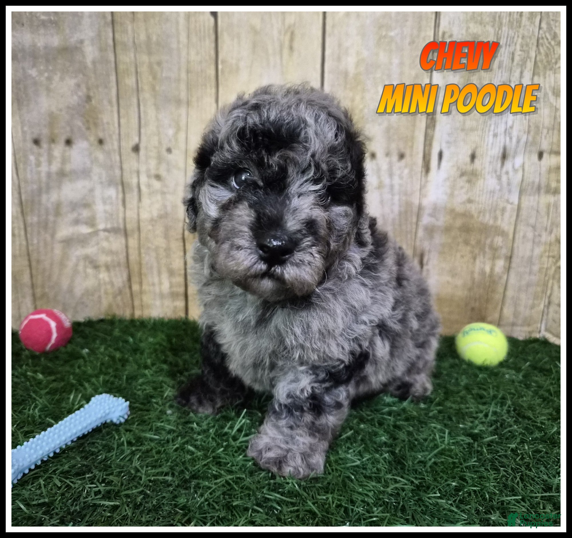 Miniature Poodle dogs Chevy - Ad 1
