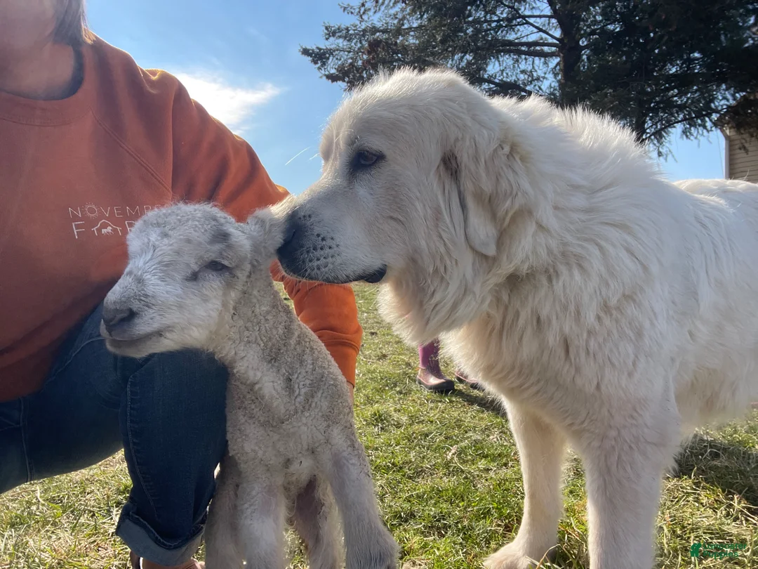 Great Pyrenees dogs for sale: Great Pyrenees Puppy Joshua - Ad 11