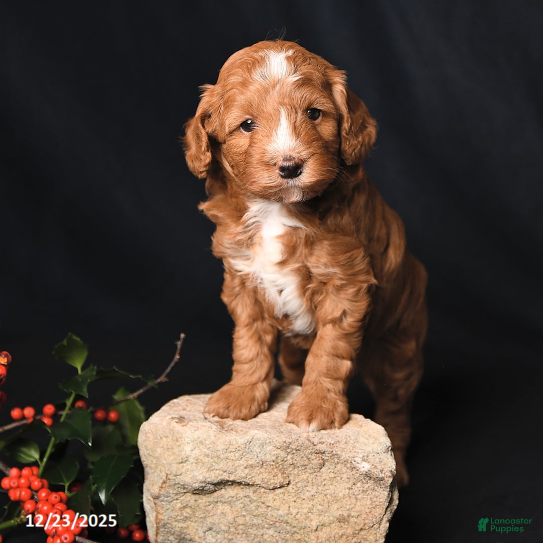 Cockapoo dogs for sale: Jubilee - Ad 4