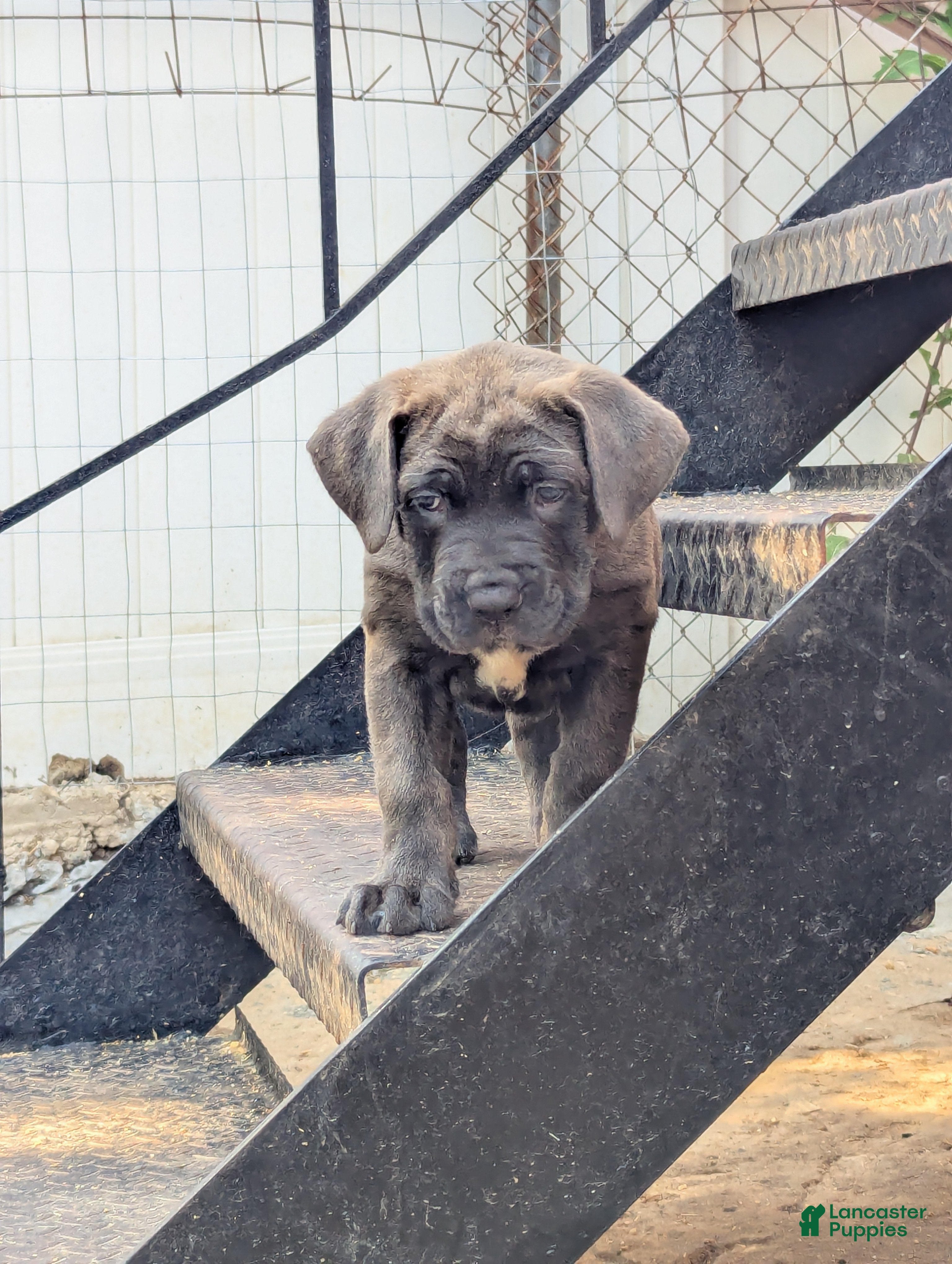 Cane Corso dogs Ceres - Ad 1