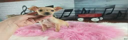 Chihuahua dogs for sale: Light fawn girl chi. Hand delivery  - Ad 4