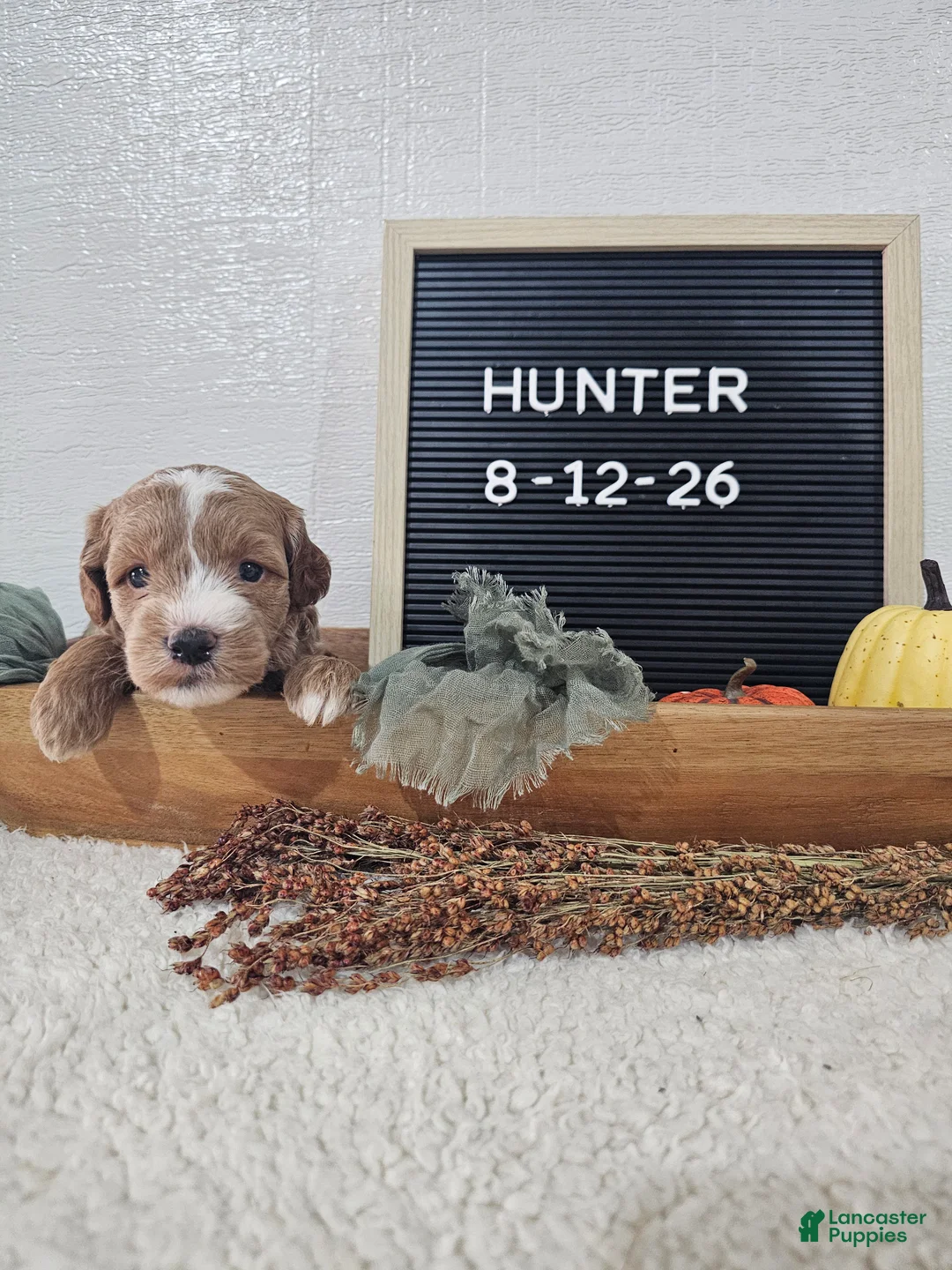Mini Goldendoodle dogs for sale: Hunter - Ad 1