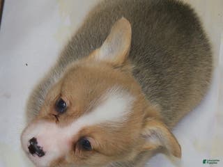 Welsh Corgi Pembroke dogs Grover - Ad 23