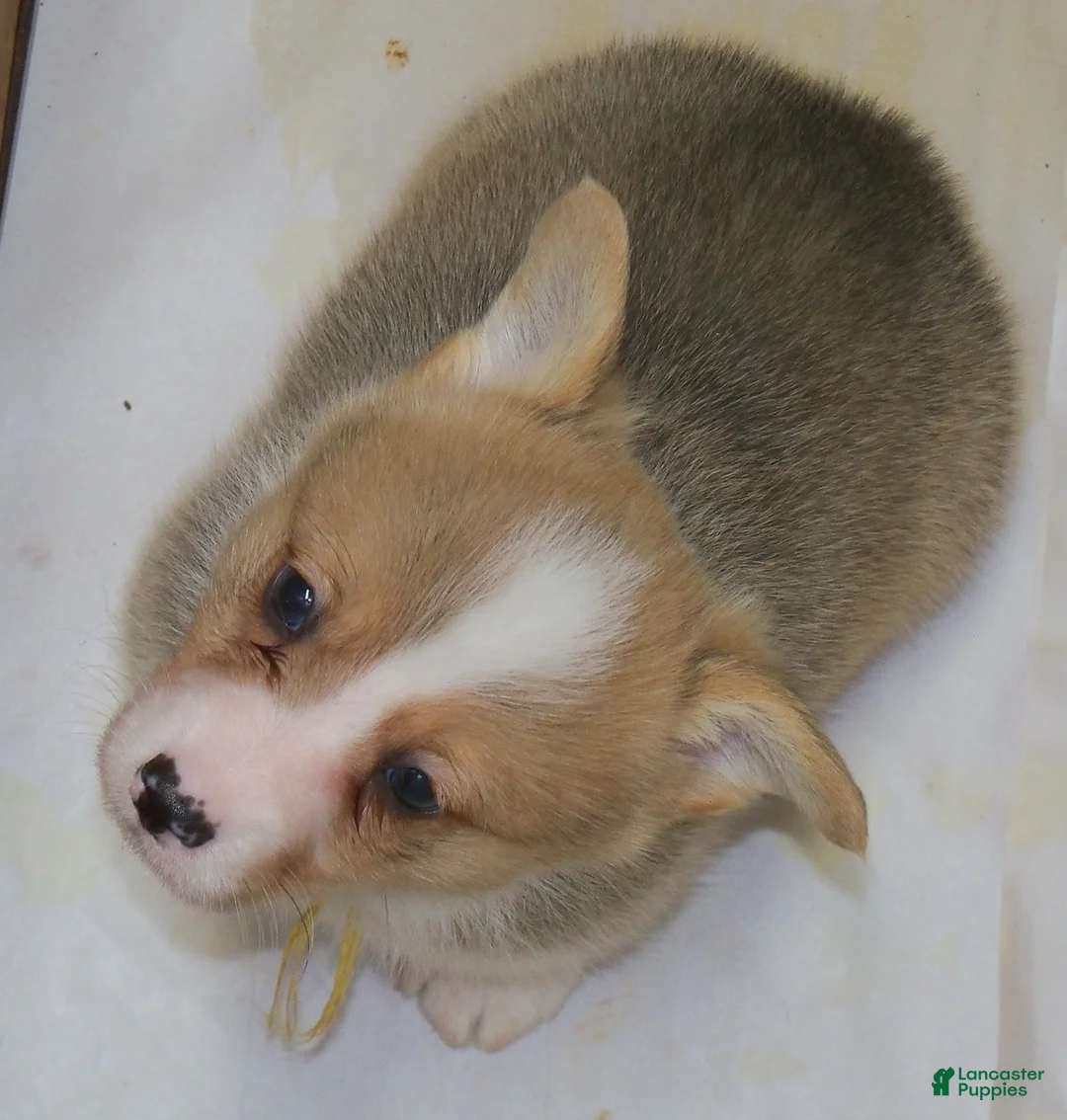 Welsh Corgi Pembroke dogs for sale: Grover...Genetic tested - Ad 1