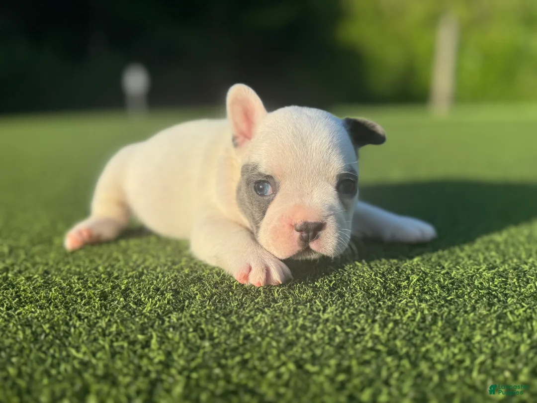 French Bulldog dogs for sale: Lara - Ad 2