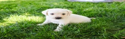 Labrador Retriever dogs for sale: Philbert  - Ad 2