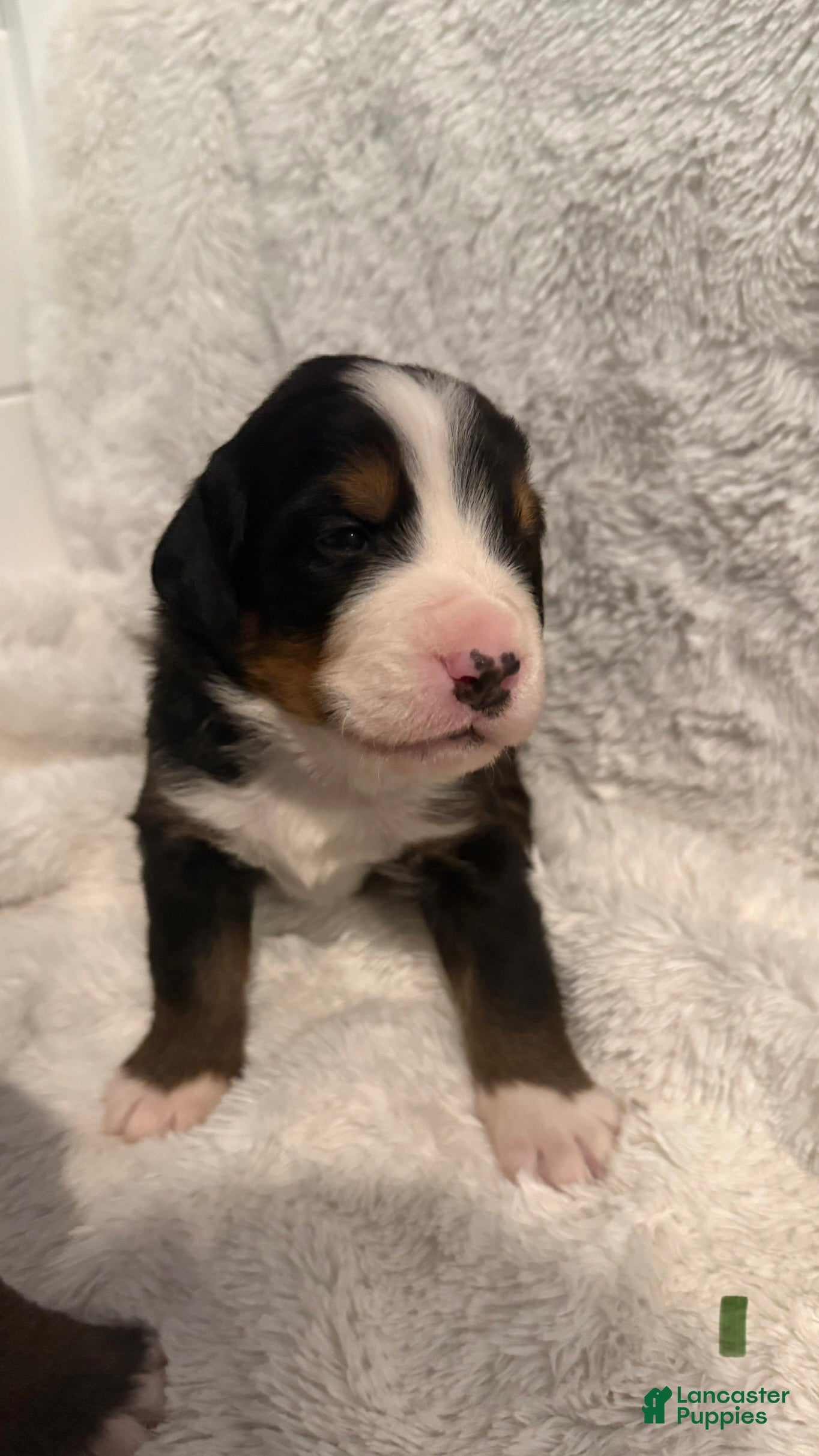 Bernese Mountain Dog dogs Green Boy - Ad 1