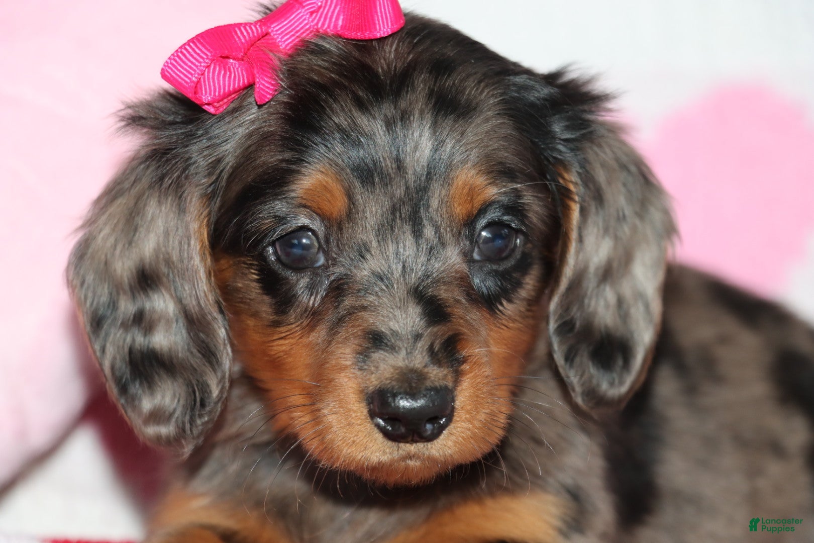 Miniature Dachshund dogs for sale: Mindy - Ad 4