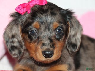 Miniature Dachshund dogs Mindy - Ad 33