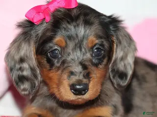Miniature Dachshund dogs Mindy - Ad 41