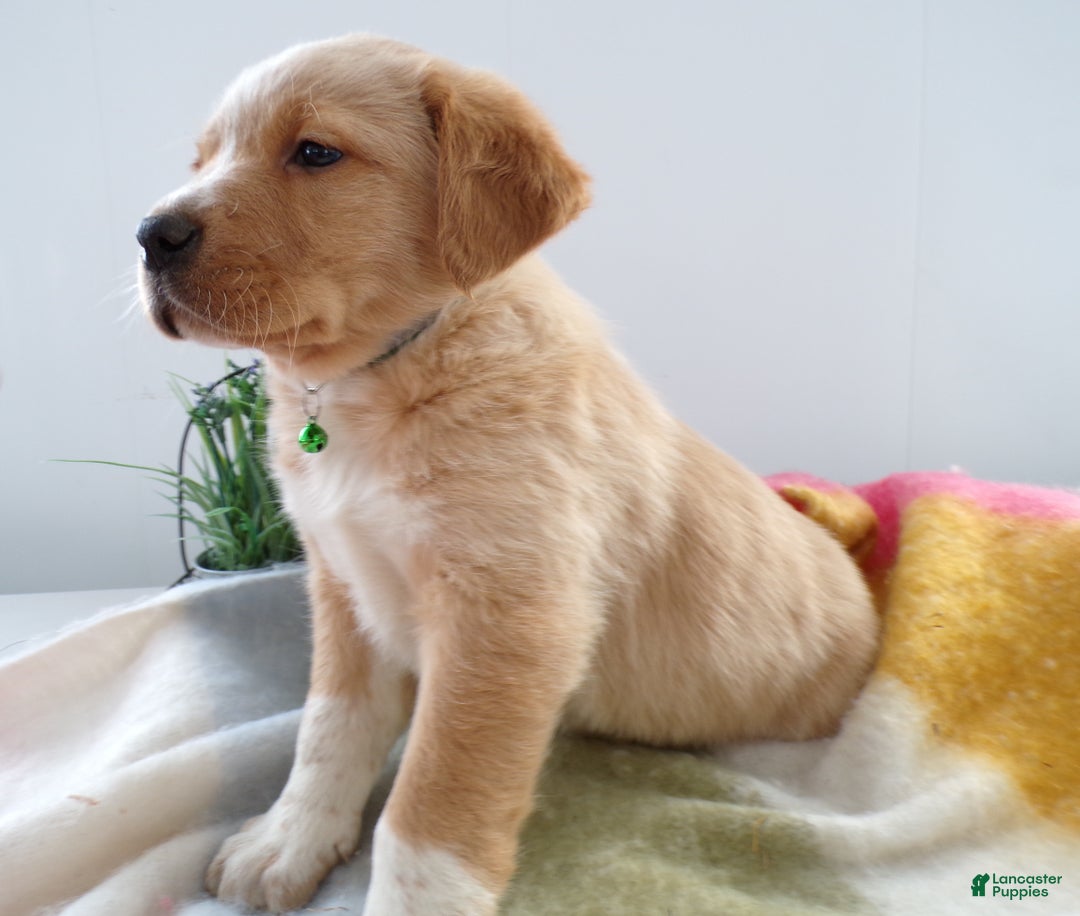 Goldador dogs for sale: Goldador Puppy 7 Rock - Ad 2